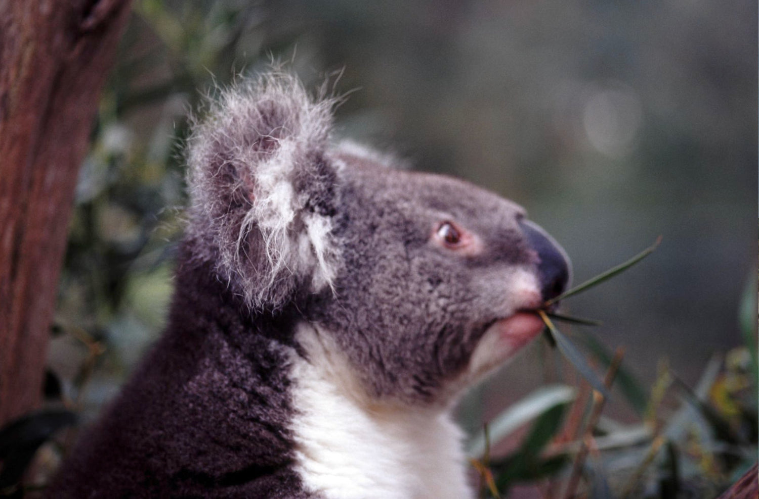 AUSTRALIA - Koala. Animal symbol of Australia..