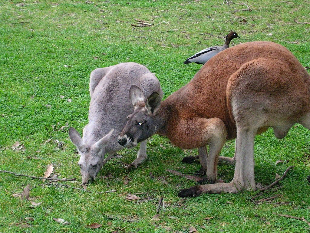 Kangaroo couple in Adelaide park. South Australia.