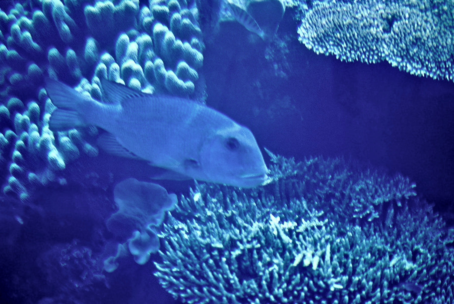 Pesce australiano  nella barriera corallina  al largo dell&